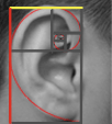 An ear and golden spiral